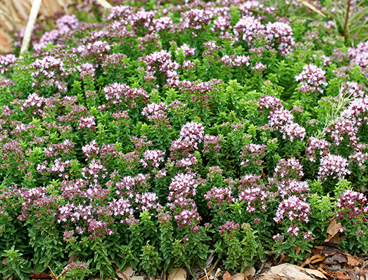 wild marjoram